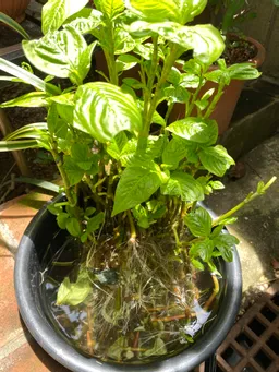 一番刈り後に水につけると