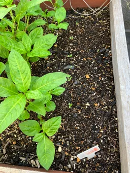 ハゴロモビルの屋上。一時アブラムシが姿を見せて、歯の裏には卵かぎっしり。せっせと拭き取り様子を見ていますが、その後は藍の勢いが優っているのかアブラムシの気配は無くなりました(^^)力強くなってきました！