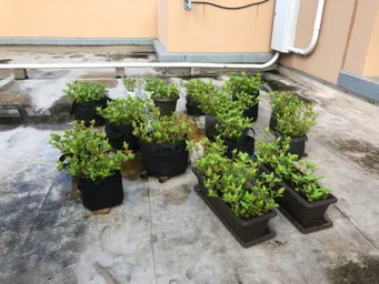 新しく２鉢入居しました。
土を少し増やし、肥料を加えました。