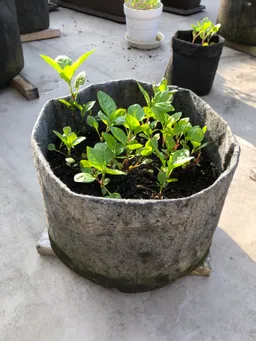 苗床からポットに移した後もスクスクと育っています。
後から蒔いた種子も順調に芽が出て来てます。