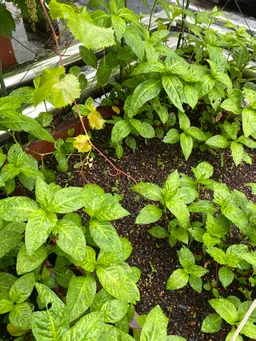 ハゴロモ藍こぼれタネ編