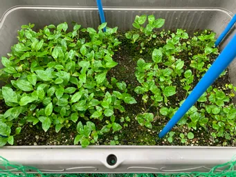 神田藍＠徳島県徳島市