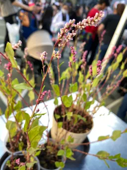 10月28日（土）神田駅東地区　神田縁起市＠旧今川中学校校庭にて　東松下町会様のブースをお借りしています。たくさんの方に藍の花をご覧いただきました！