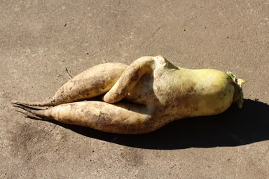 だいこーん
うちの実家で採れた逸品も添えておきます！