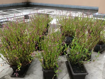 おはようございます。
ほぼ満開でしょうか。
小さな蜂🐝が数匹飛んでいます。