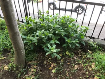 8/20に東松下町町会のイベントでたたき染めと生葉染めを行いました。自宅の庭に自生していた藍の葉っぱをカットして持ち込みました。約300g位。その時の茎を水に浸けておいたら約5日で根が出てきました。これをまた庭に植えて育ててみようと思っています。
地植えは葉っぱも大きく色も濃いです。