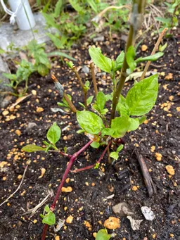 神田明神様
藍復活しました