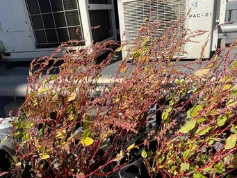 2024年　神田藍の花が枯れ始め、お楽しみのタネ収穫が近くなりました。
興産信金本店藍・ハゴロモ藍・かがやきプラザ藍・東京楠堂藍です