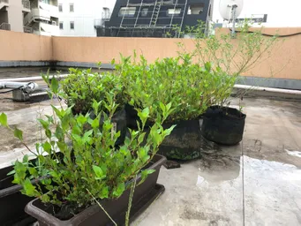 おはようございます。
花穂が出てきました。
乾燥葉用に葉っぱを少し取ろうと思います。