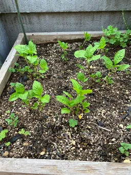 か弱い藍の苗が屋上の畑で元気に成長を始めました(^^)
そろそろアブラムシが発生する気配。明日酢ト酎作ります。