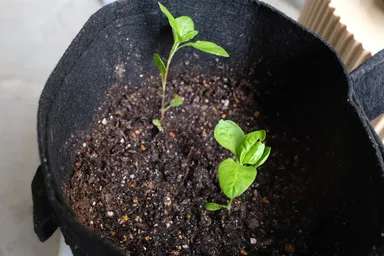昨日、伊藤さんのご厚意で新たに里子苗を分けていただきました。ありがとうございます！
2-3枚目がそちらです。
4枚目の星野さん里子苗も引き続き大事に育てていきます！（なぜか葉が大きくならない…）
5枚目は挿し芽（？）です。水の量が難しいので今朝カップを小さめなものに替えました。
■2023年6月19日撮影