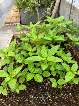 ハゴロモビルの屋上。一時アブラムシが姿を見せて、歯の裏には卵かぎっしり。せっせと拭き取り様子を見ていますが、その後は藍の勢いが優っているのかアブラムシの気配は無くなりました(^^)力強くなってきました！