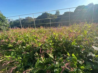 2024年　神田藍の花が枯れ始め、お楽しみのタネ収穫が近くなりました。
興産信金本店藍・ハゴロモ藍・かがやきプラザ藍・東京楠堂藍です