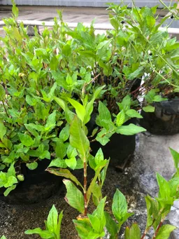 おはようございます。
花穂が出てきました。
乾燥葉用に葉っぱを少し取ろうと思います。