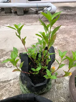 乾燥葉に切った茎を水に1週間付けたらかなり根が出て来たので、ポットに植えました。新しく土を購入してのトライです。
今年の楠堂藍は写真の3本だけです。