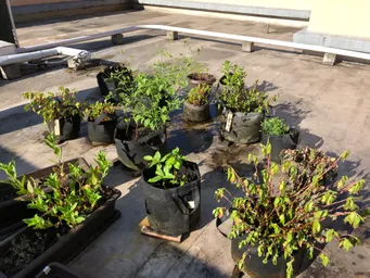 おはようございます。
今年はかなり暑いです。
土日水やりをしなかったらしおれてしまいました。
お盆休みは中は避暑地に避難させたいと思っています。