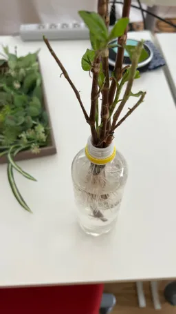 ８月１０日　生葉染めで葉を取った茎を　ペットボトルで水やりすると　なんと根がたくさん伸びてます。　これを植えるとまた　葉が出るそうなんですが、どうなりますか？　藍は強い植物なので色々学べますねえ。