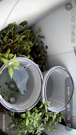 夏休みに泊まった支笏湖畔のホテルには本格的な藍染めの体験講座がありました。生憎、入れ違いで担当の方はいなかったのですが。徳島まで習いに行って。伊達市？で藍は育っているそうです。
最後の写真はこの日の神田オフィス。水やりが片側うまくなくて枯れかかってます。