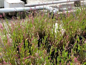 おはようございます。
ほぼ満開でしょうか。
小さな蜂🐝が数匹飛んでいます。