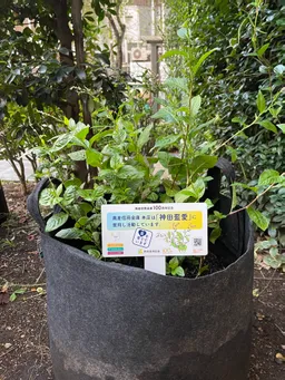 100周年の興産信金さんの植木に並んで藍も元気に育ってますね。
花が少しづつ咲き始めてる！