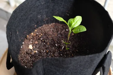 昨日、伊藤さんのご厚意で新たに里子苗を分けていただきました。ありがとうございます！
2-3枚目がそちらです。
4枚目の星野さん里子苗も引き続き大事に育てていきます！（なぜか葉が大きくならない…）
5枚目は挿し芽（？）です。水の量が難しいので今朝カップを小さめなものに替えました。
■2023年6月19日撮影