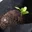 昨日、伊藤さんのご厚意で新たに里子苗を分けていただきました。ありがとうございます！
2-3枚目がそちらです。
4枚目の星野さん里子苗も引き続き大事に育てていきます！（なぜか葉が大きくならない…）
5枚目は挿し芽（？）です。水の量が難しいので今朝カップを小さめなものに替えました。
■2023年6月19日撮影