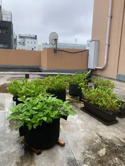 今朝の状況です。
毎朝水やりをしていますが、昨晩からの雨で今朝はゆっくりです。