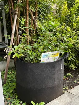 100周年の興産信金さんの植木に並んで藍も元気に育ってますね。
花が少しづつ咲き始めてる！