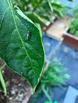 午後5時近くなのにまだ暑い！日中の屋上は40度越え。こんな中でも藍は水をたっぷりと吸収して元気そう。と思ったら葉に白い脱皮のあと！アブラムシ！でもどこからかてんとう虫も集まってきています。
ほっ😮‍💨
峯岸さんが連れてきてくれたようです(^^)
