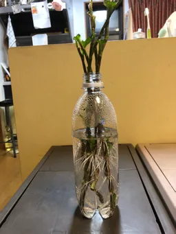 8/20に東松下町町会のイベントでたたき染めと生葉染めを行いました。自宅の庭に自生していた藍の葉っぱをカットして持ち込みました。約300g位。その時の茎を水に浸けておいたら約5日で根が出てきました。これをまた庭に植えて育ててみようと思っています。
地植えは葉っぱも大きく色も濃いです。