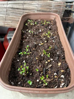 3月25日に植えた藍がなんとか芽を出してくれました。スズメは来てません。