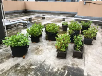 おはようございます。
昨日からの雨で今朝も水やりはしなくてよさそうです。赤くなっている葉っぱが多いので一度刈り取り乾燥葉を作ろうかと思います。