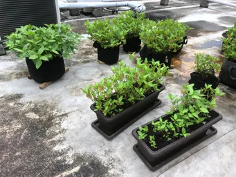 刈り取りして乾燥葉を作り始めました。ポットにはお礼肥を与え、8/20の東松下町町会のイベントに向けて水やりをしていきます。