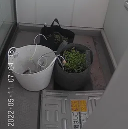 本日からお休みいただきますが、リモートで、藍はチェックできます。
水やりキットも作動しているようでペットボトルの水が少しずつ減ってます。