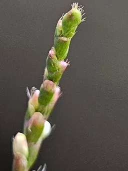 5月にダンク藍さんから里子にきた我が家の藍は夏に1度刈り取りをして今は花が咲いています。