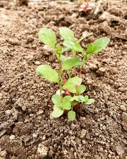 間引きのタイミングです。
5月あたりの気温だと種まきから10日～2週間で発芽します。そのまま水やりを続けますと最初の間引きのタイミングがきます。
5センチ～8センチくらいの大きさになったら、5－6本を1束にして、他のポットやコンテナに植え替えをしてください。
土に5センチくらいの穴をあけ、1束をそっと植え替え、土をしっかり押さえます。
植替え後は水をたっぷり与えてください。
新しい土は肥料（有機肥料（油粕など）が入ったものがよいです）

このまま15センチ程度になるまで大きくしましょう