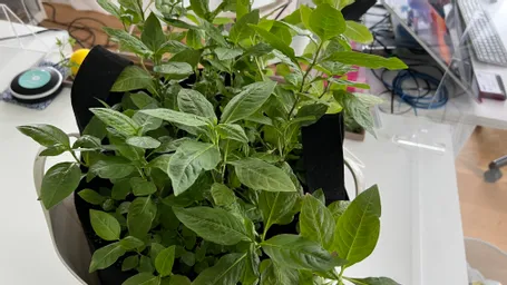 本日は、神田カドウチで育てて取れた種を蒔いて　育った　神田の藍を生葉染めしてみました。

富岡製糸場で購入したシルクのポケットチーフ

良い色に染まりました^ - ^