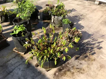 おはようございます。
今年はかなり暑いです。
土日水やりをしなかったらしおれてしまいました。
お盆休みは中は避暑地に避難させたいと思っています。