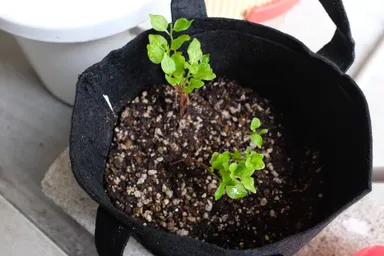 昨日、伊藤さんのご厚意で新たに里子苗を分けていただきました。ありがとうございます！
2-3枚目がそちらです。
4枚目の星野さん里子苗も引き続き大事に育てていきます！（なぜか葉が大きくならない…）
5枚目は挿し芽（？）です。水の量が難しいので今朝カップを小さめなものに替えました。
■2023年6月19日撮影