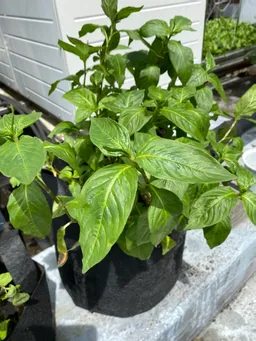 神田藍ポーチ８L