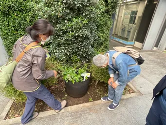 100周年の興産信金さんの植木に並んで藍も元気に育ってますね。
花が少しづつ咲き始めてる！