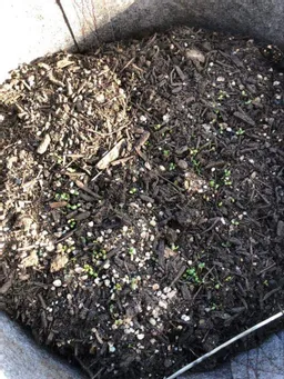 東松下町2022　発芽しました！！！