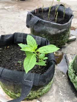 乾燥葉に切った茎を水に1週間付けたらかなり根が出て来たので、ポットに植えました。新しく土を購入してのトライです。
今年の楠堂藍は写真の3本だけです。