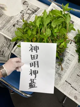 東松下町会納涼祭りにて、生葉ハンカチ染めをしてきました。
皆さまが、栽培している藍が勢揃い💕
子どもたちもご家族も喜んでくださいました。
60組ほどご参加くださいました！