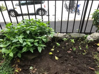 根が出てきたので、地植えしました。
ちゃんと育つといいのですが。
神田藍に続いて鎌倉藍も少しづつですが増えています。