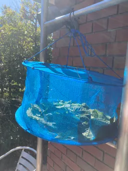 葉を収穫して干しています。