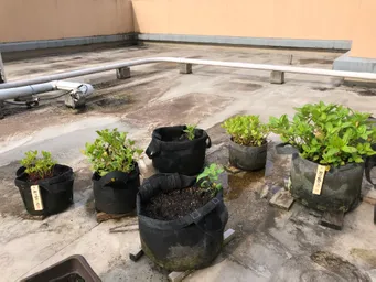 おはようございます。
神田藍の木札さげました。
アブラムシがかなり発生しています。