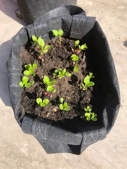 苗床からポットに移し替えました。苗床でしっかりと根がはっていました。
5/3から5/7迄の連休放置なので少し心配です。