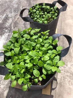 ポーチバージョン30L