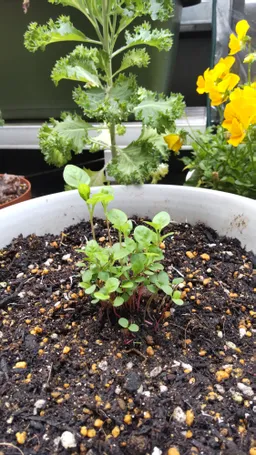 5月にダンク藍さんから里子にきた我が家の藍は夏に1度刈り取りをして今は花が咲いています。